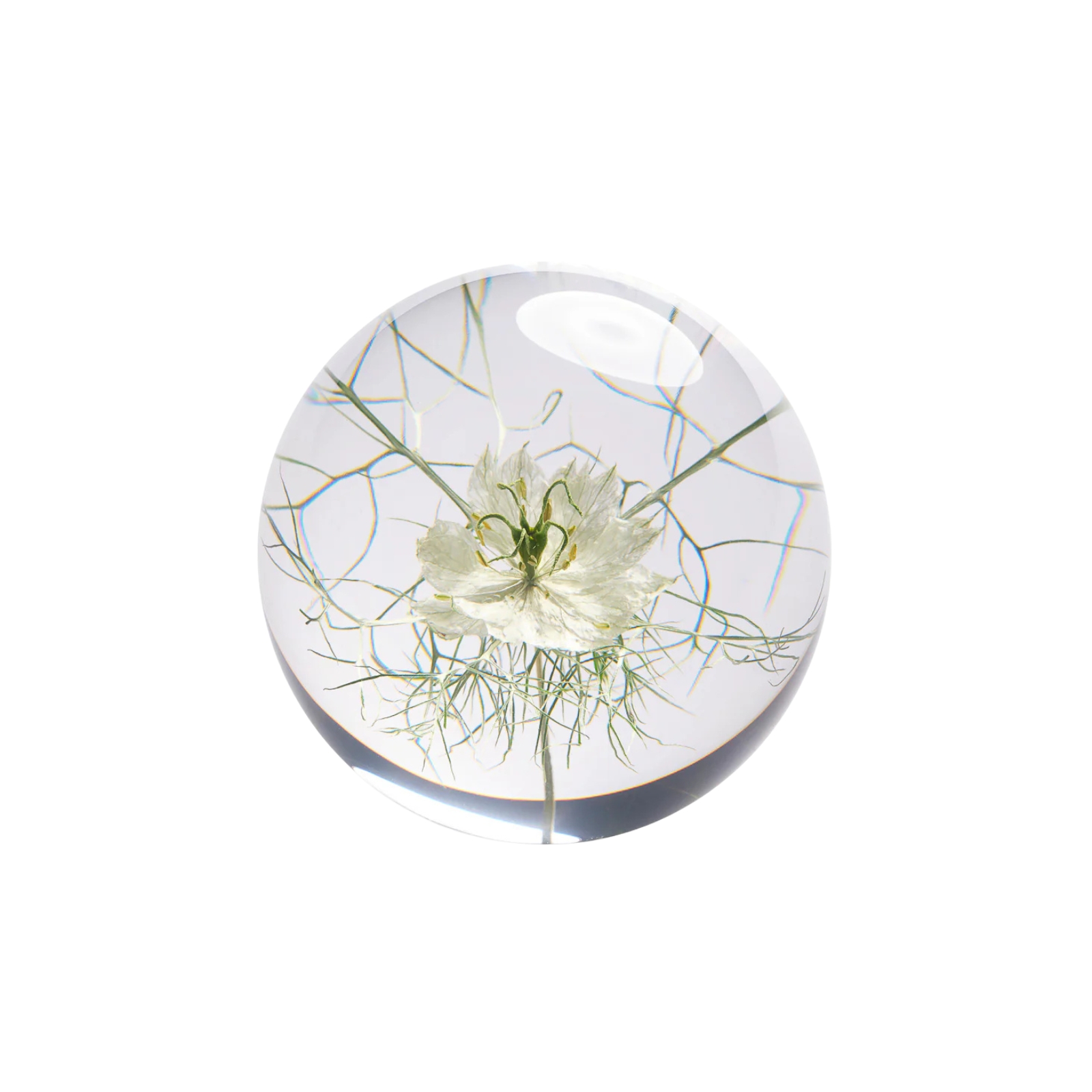 Pappersvikt Flor Nigella 8 cm