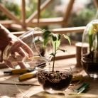Växthus Grow Glas Sproduktminiatyrbild #5