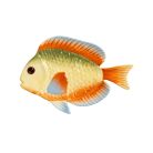 Tallrik fisk rainbowproduktminiatyrbild #1