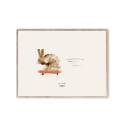 Poster Rocky the Rabbit 30x40 cmproduktminiatyrbild #1