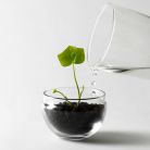 Växthus Grow Glas Sproduktminiatyrbild #7