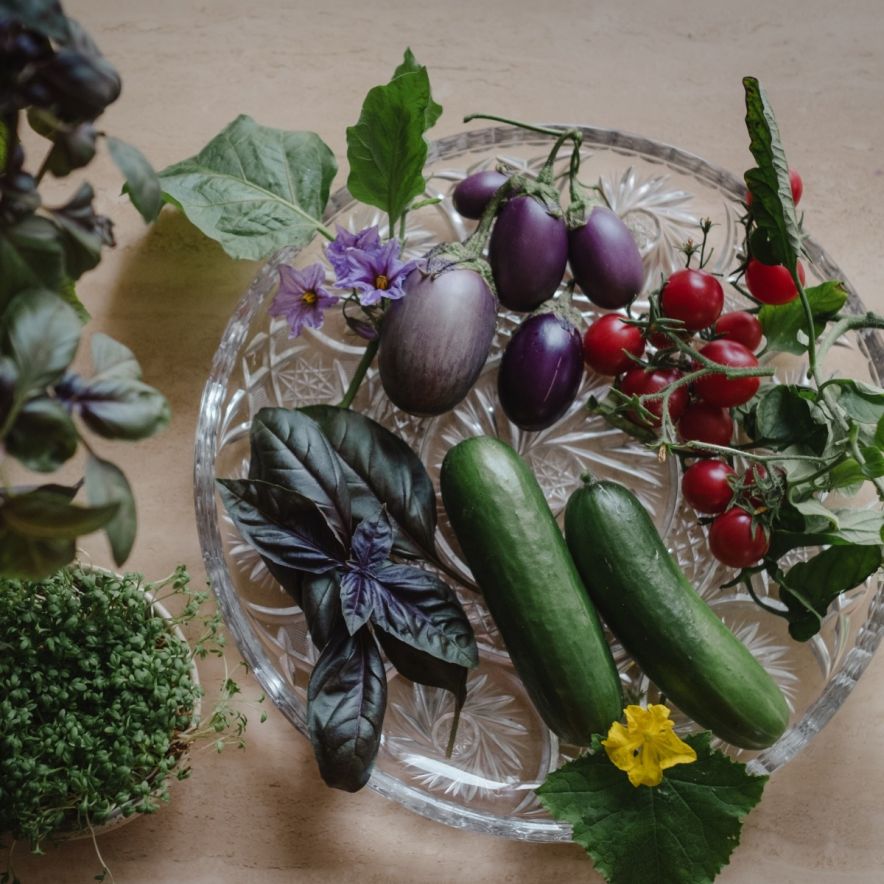 Odlingskit Window Deco Collection, inomhus grönsakproduktbild #3
