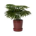 Kruka Alve S Burgundy