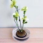 Blomsterfakir Dia 7cm