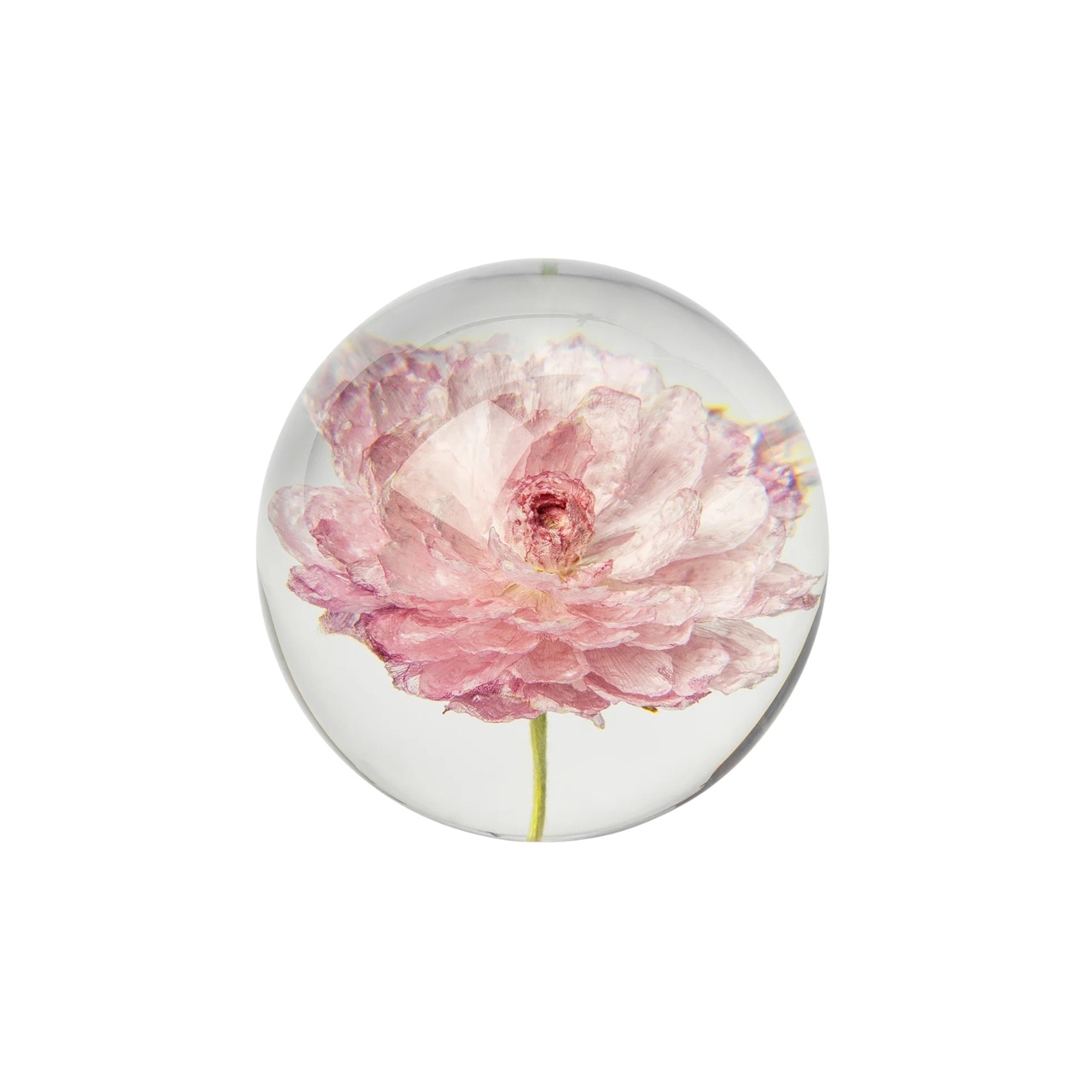 Pappersvikt Peony Rose Ranunkel 8 cm