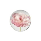 Pappersvikt Peony Rose Ranunkel 8 cm