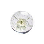 Pappersvikt Flor Nigella 8 cm