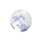Pappersvikt Bleu Riddarsporre 8 cm