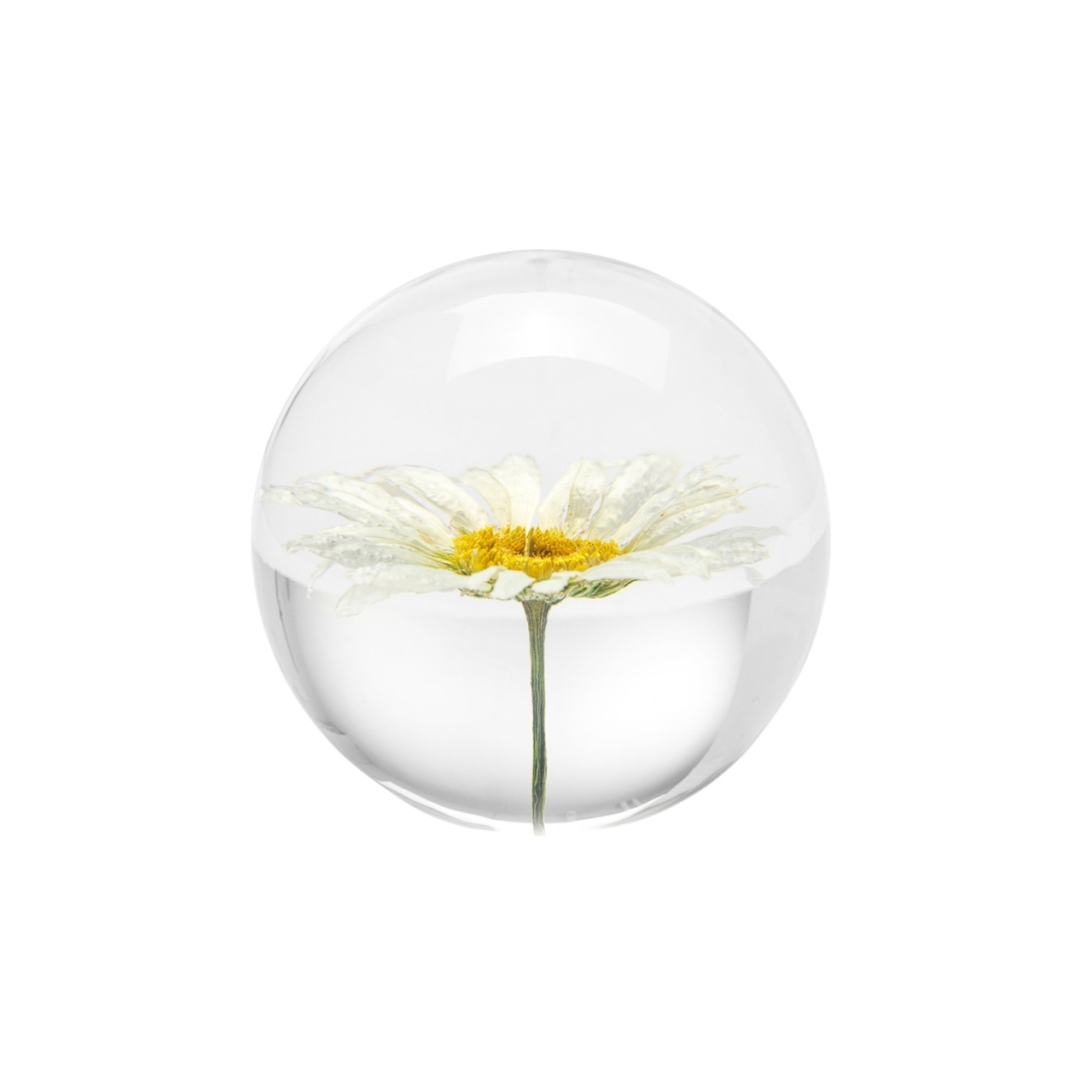 Pappersvikt Daisy Prästkrage 7 cm