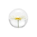 Pappersvikt Daisy Prästkrage 7 cm