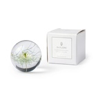 Pappersvikt Flor Nigella 8 cm