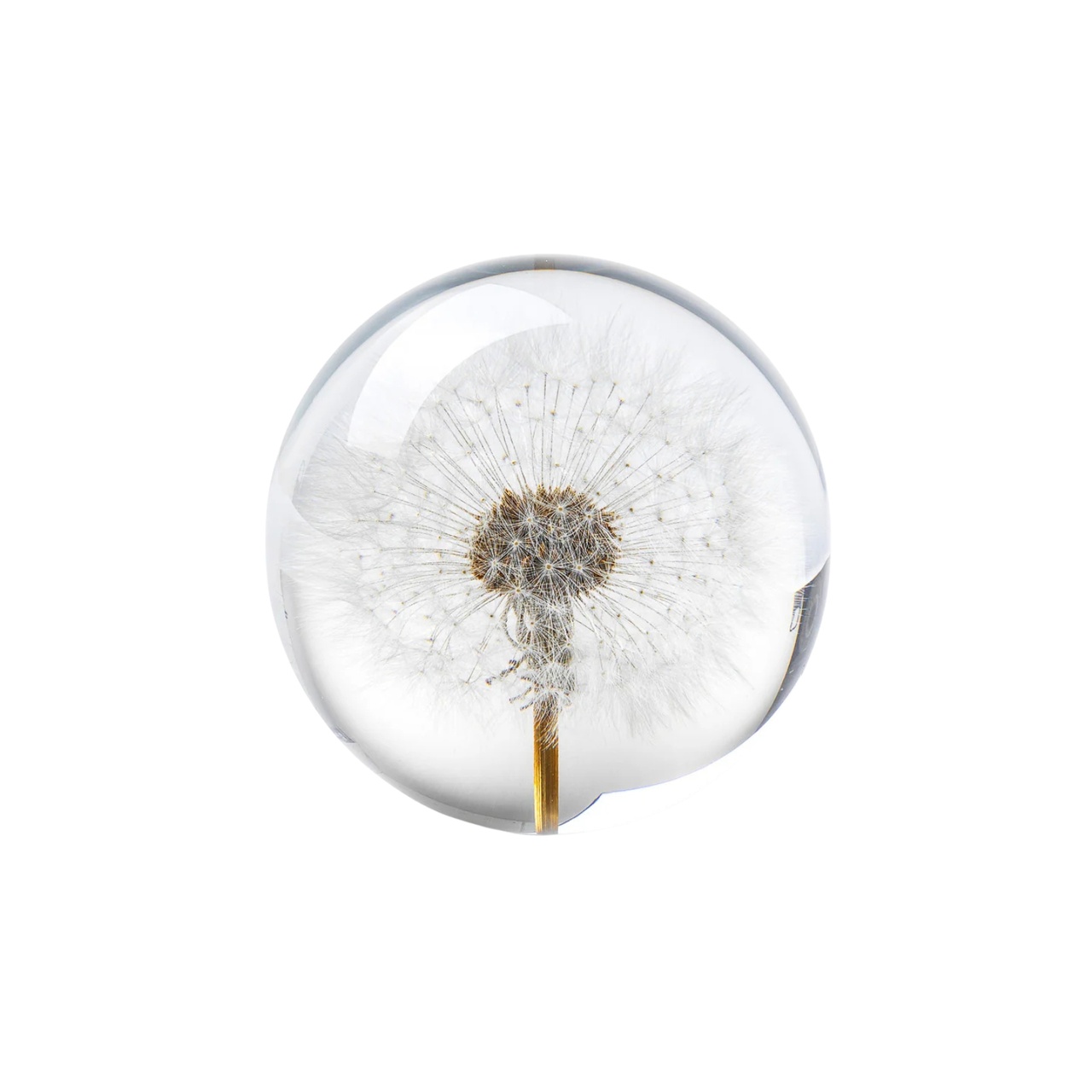 Pappersvikt Dandelion Maskros 8 cm