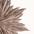 Adventsstjärna Helena 44cm Beige